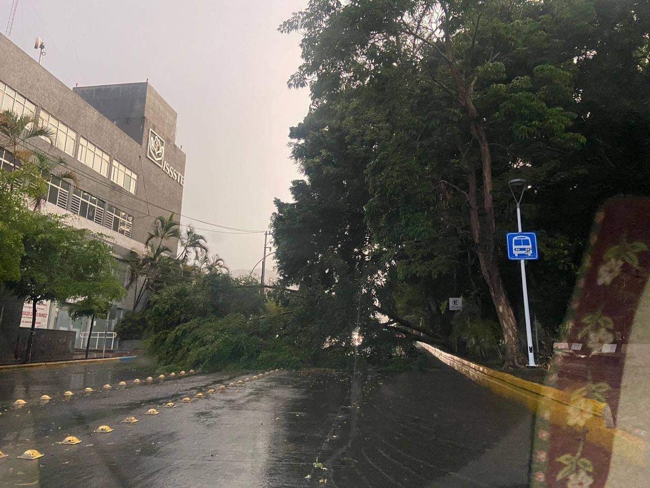 Árbol Caído frente al ISSSTE