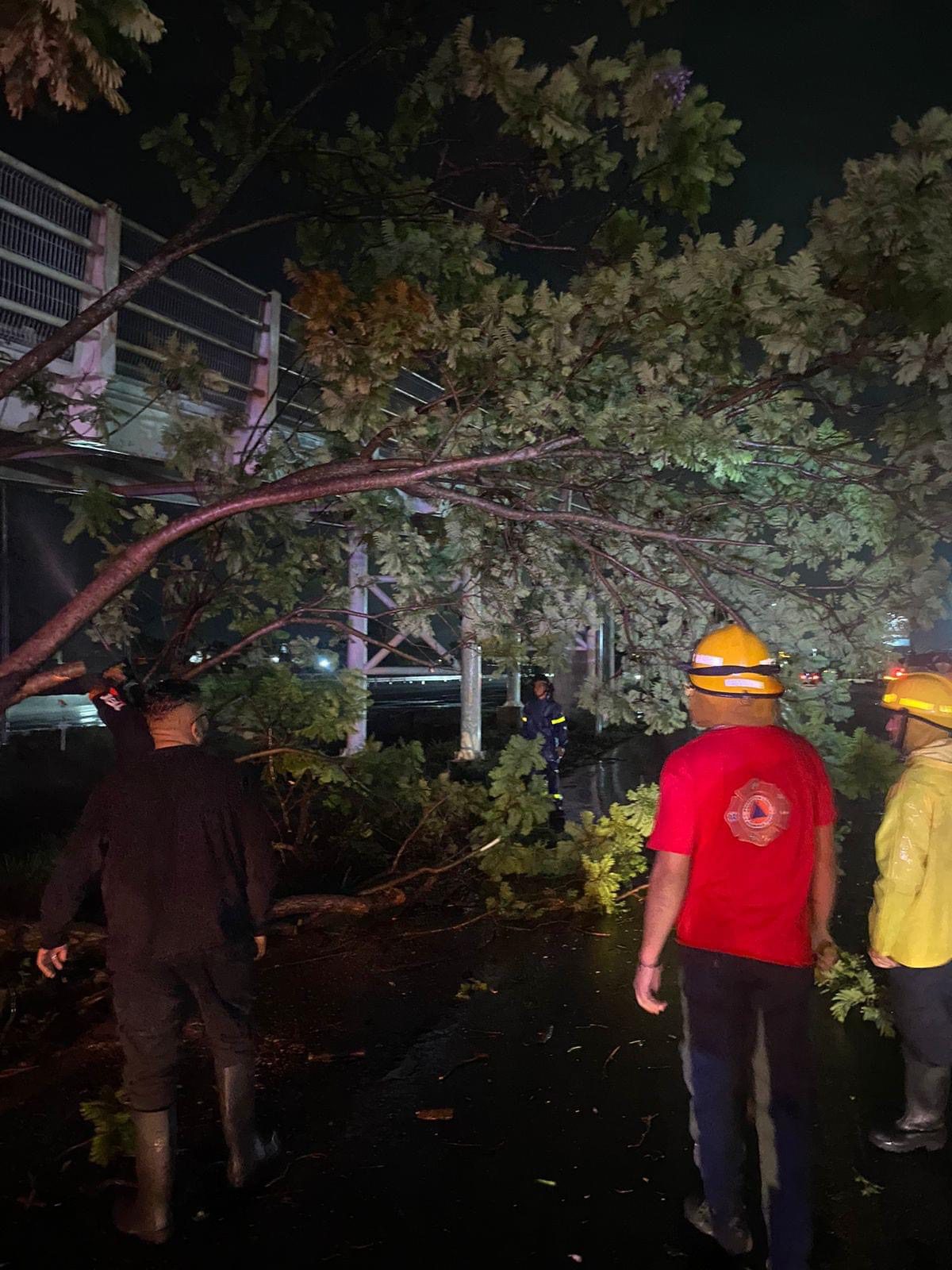 Protección Civil actuando ante un arbol caído