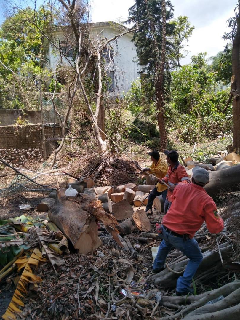 Persona talando un árbol