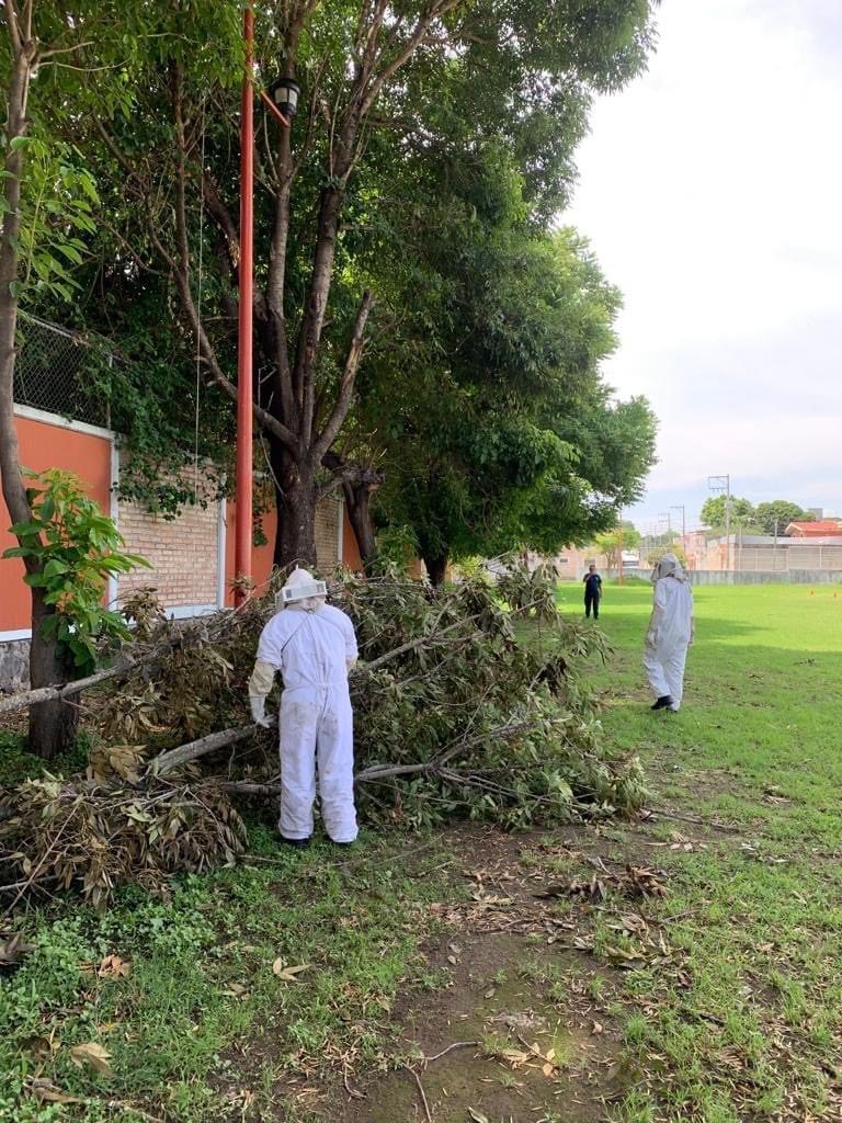 Personas buscado incidente causado por abejas