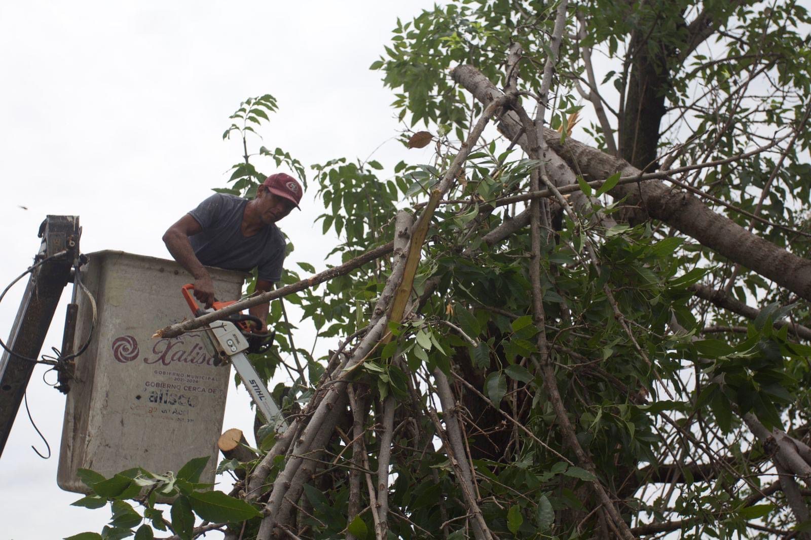 Persona talando árbol