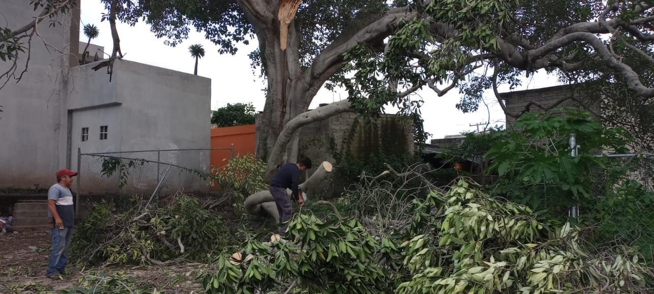 Retirando ramas en la colonia Tecolote en Tepic