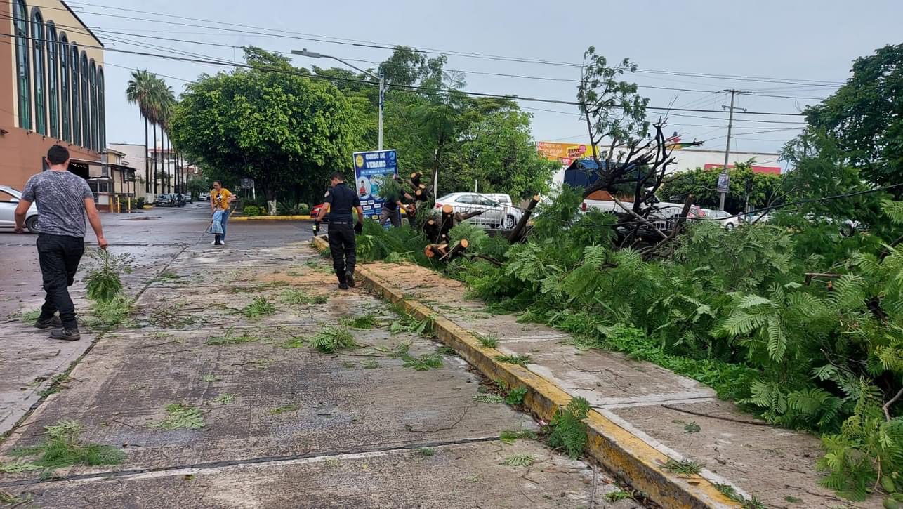 Arbol derribado en Tepic