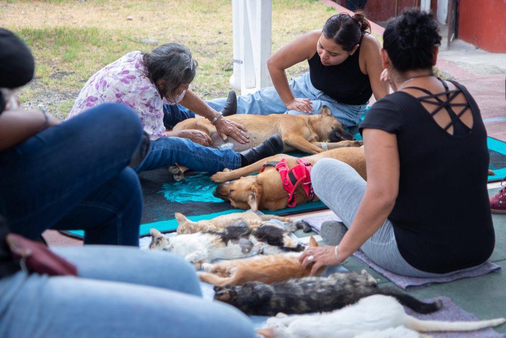 esterilizacion canina en jala