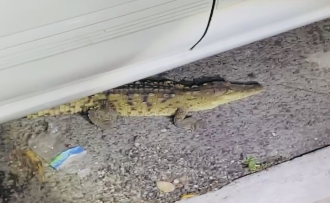 Capturan y reubican a cocodrilo que deambulaba por calles de Tepic