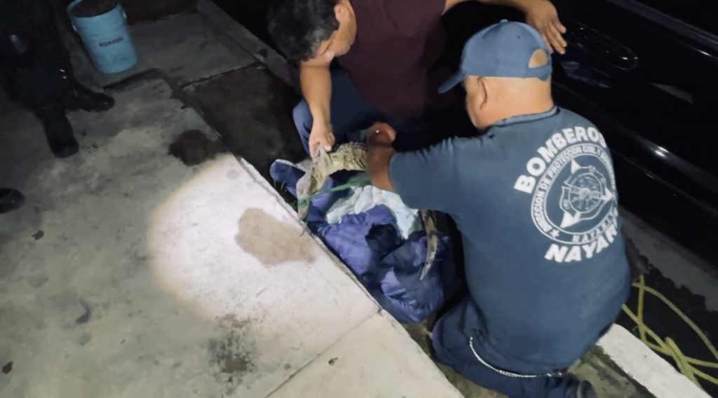 Capturan y reubican a cocodrilo que deambulaba por calles de Tepic