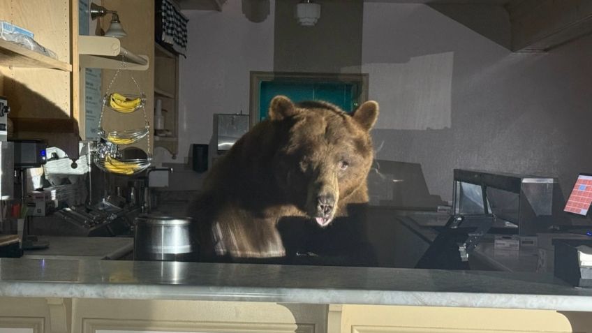 Oso irrumpe en heladería de California y devora todo el helado de fresa