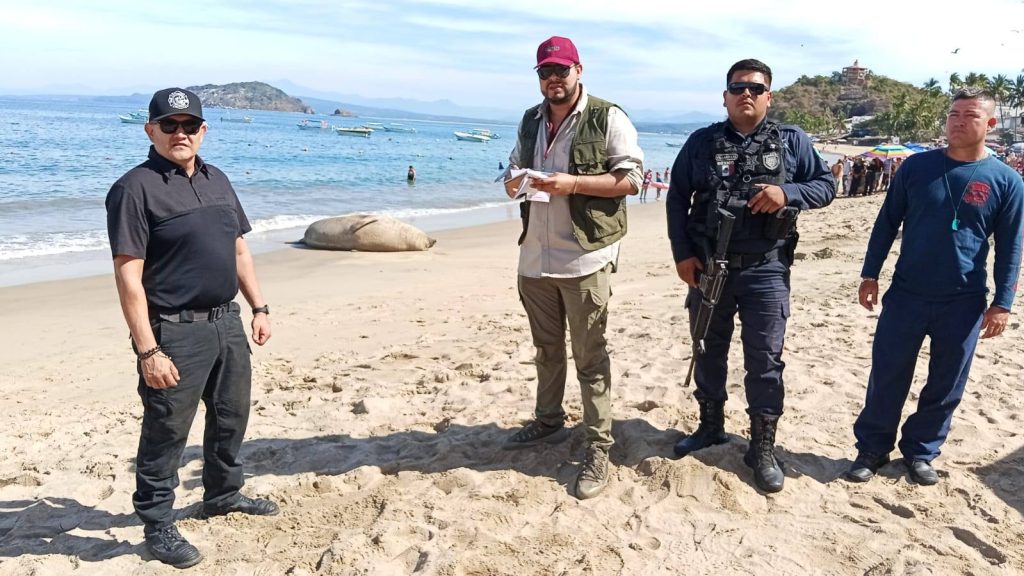 Autoridades atienden avistamiento de elefante marino en playas de Nayarit