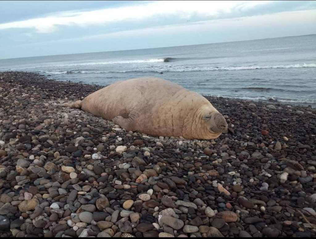 Autoridades atienden avistamiento de elefante marino en playas de Nayarit