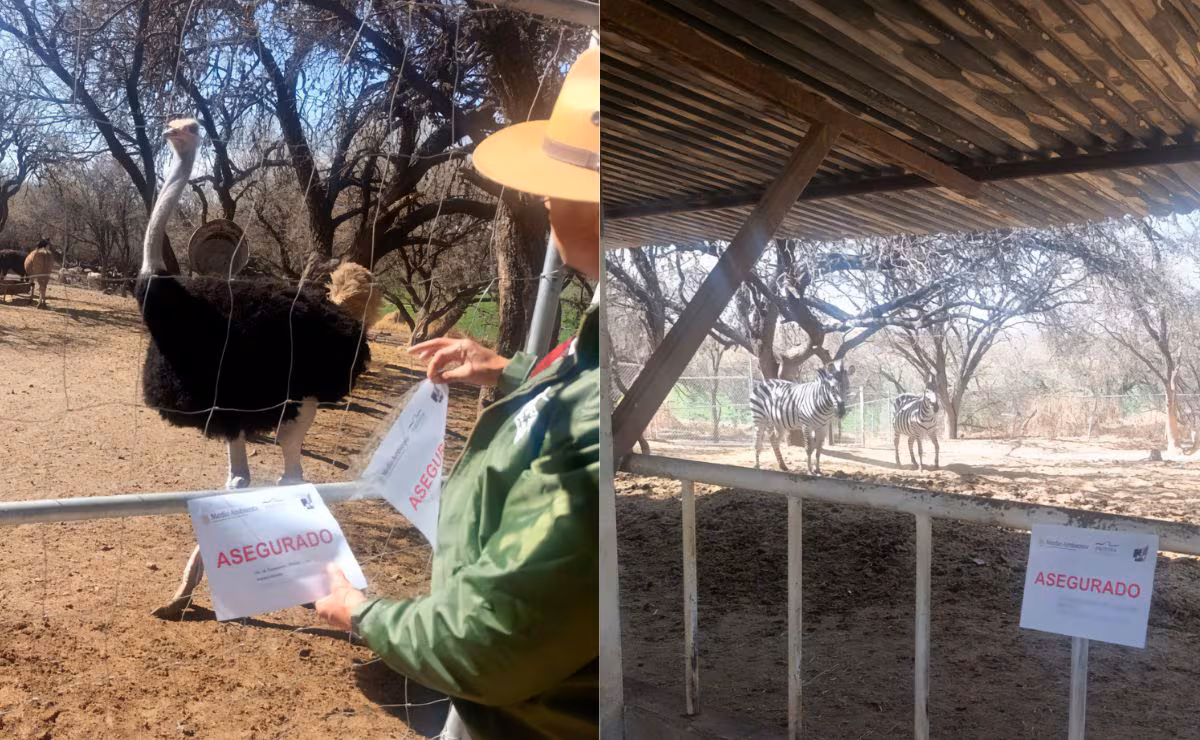 Profepa asegura 44 animales silvestres en Aguascalientes por falta de acreditación legal