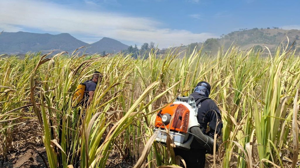 Incendio en camino a la laguna de San Pedro Lagunillas es controlado; mantienen vigilancia preventiva en la zona