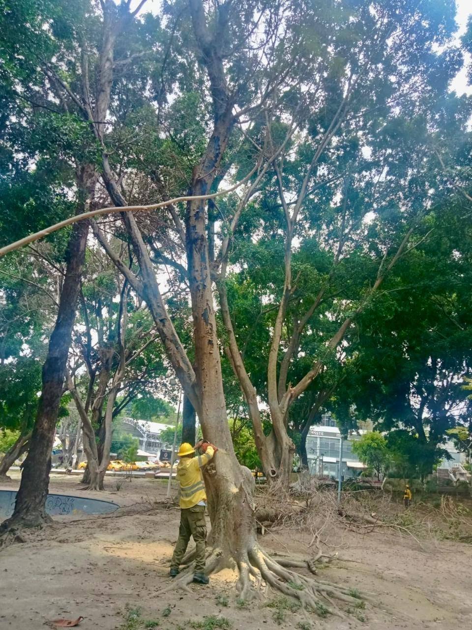 Gobierno de Nayarit realiza poda preventiva y retiro de árboles en La Loma para reforzar la seguridad