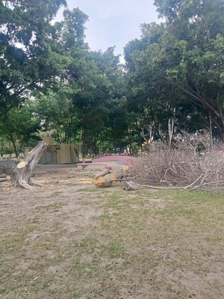 Gobierno de Nayarit realiza poda preventiva y retiro de árboles en La Loma para reforzar la seguridad