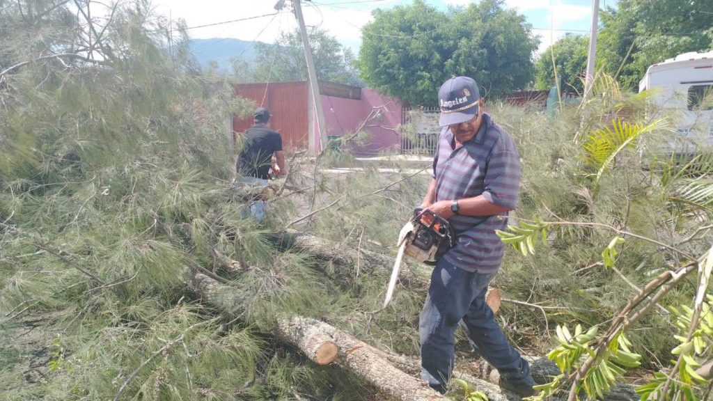 Protección Civil Ahuacatlán atiende caída de árboles que representaban riesgo para una vivienda en El Llano