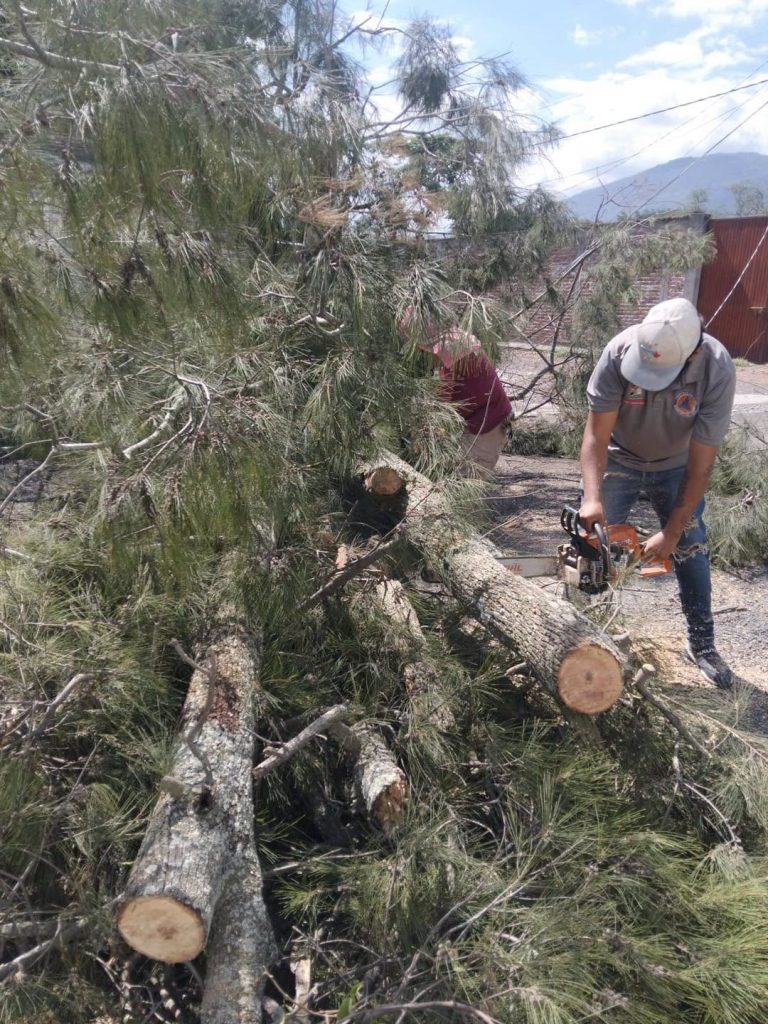 Protección Civil Ahuacatlán atiende caída de árboles que representaban riesgo para una vivienda en El Llano