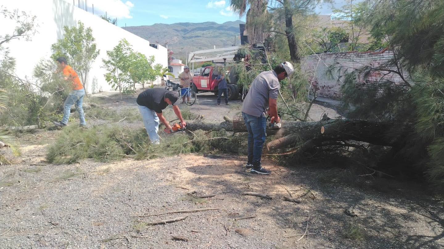 Protección Civil Ahuacatlán atiende caída de árboles que representaban riesgo para una vivienda en El Llano