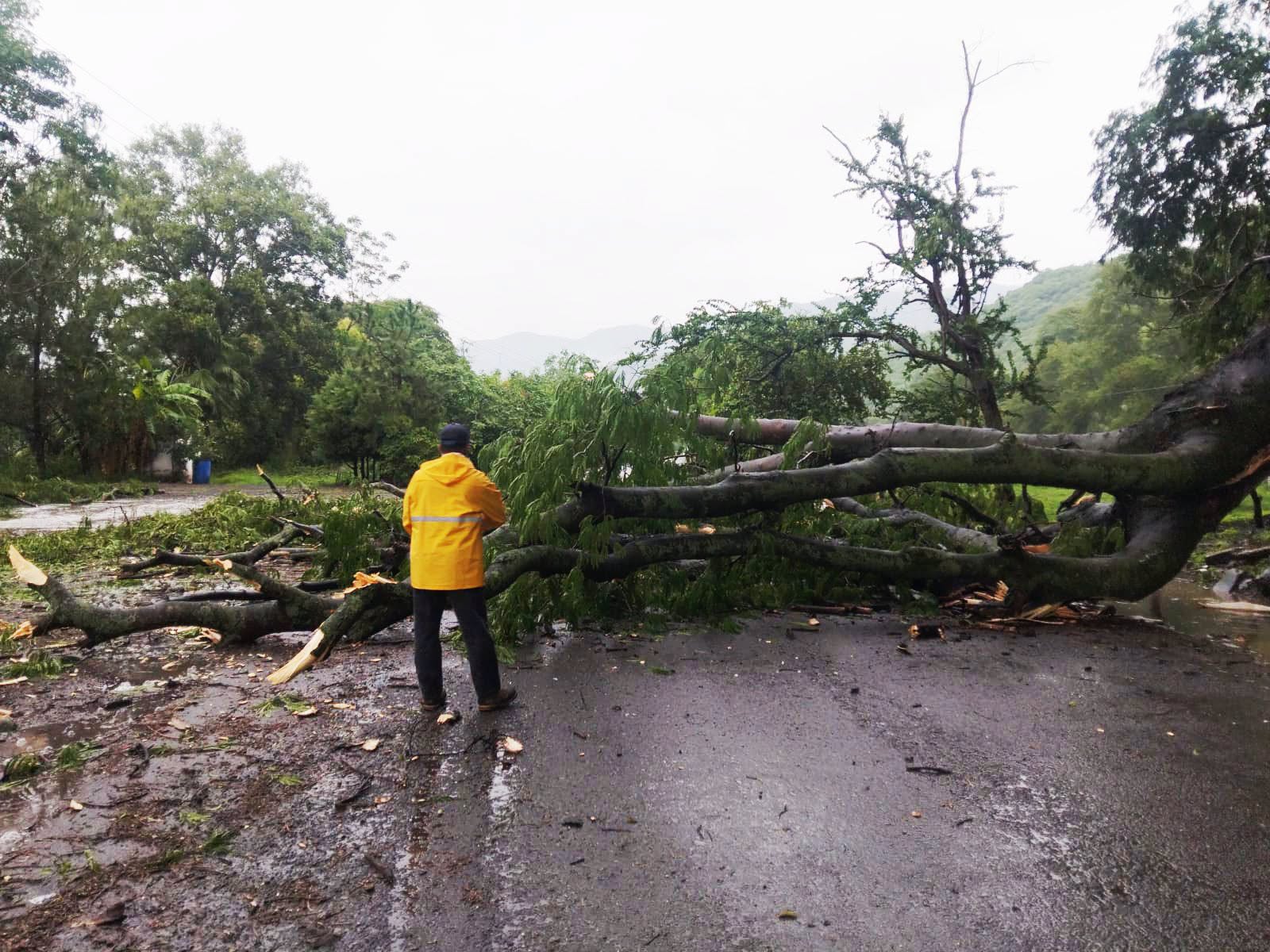 Árbol La Parota registra desprendimiento por lluvias; autoridades atienden la zona en Ahuacatlán