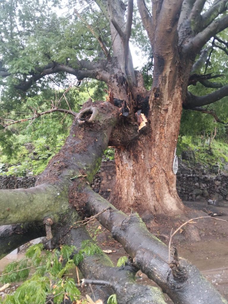 Árbol La Parota registra desprendimiento por lluvias; autoridades atienden la zona en Ahuacatlán