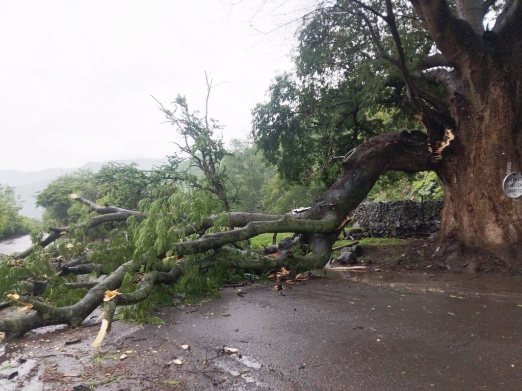 Árbol La Parota registra desprendimiento por lluvias; autoridades atienden la zona en Ahuacatlán