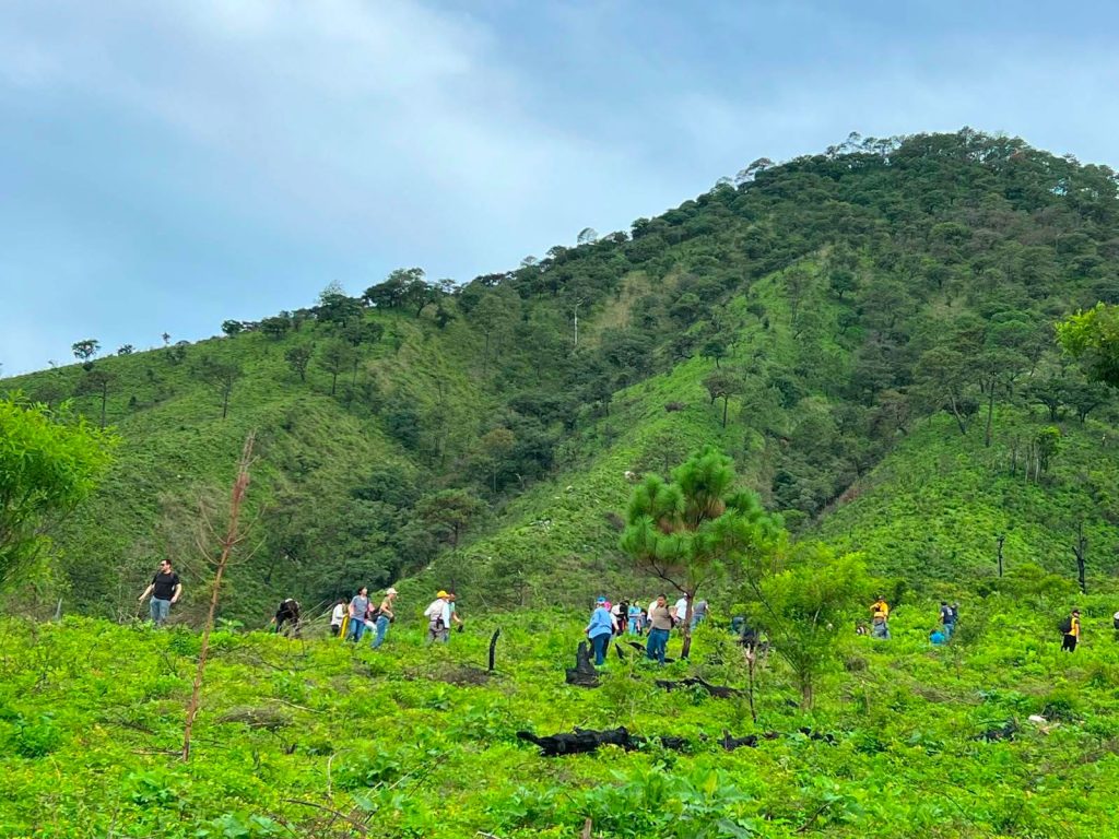 Reforestación en la Sierra de San Juan fortalece la conservación ambiental en Nayarit