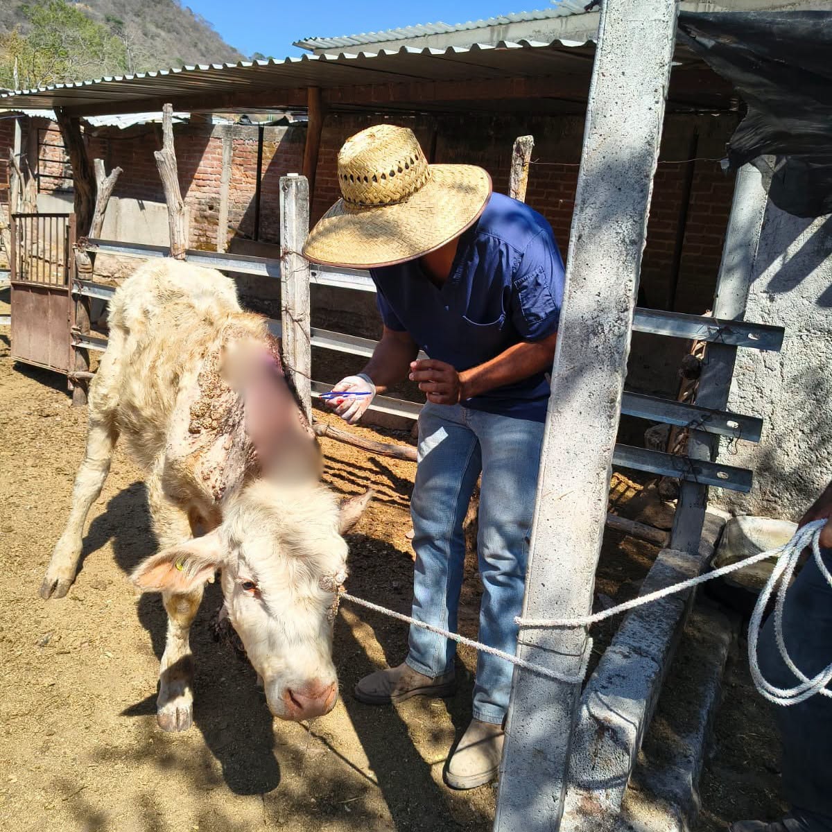Ahuacatlán fortalece vigilancia sanitaria contra el Gusano Barrenador del Ganado