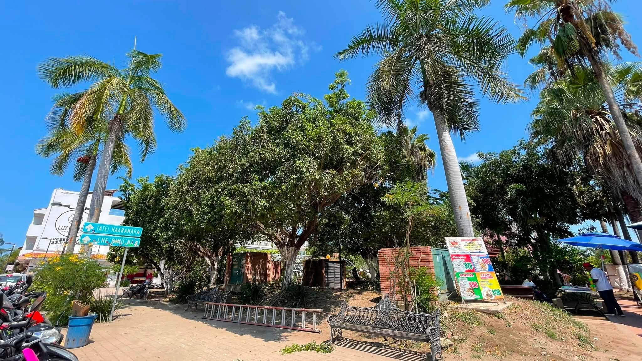 San Blas refuerza el mantenimiento de la Plaza Principal con trabajos de poda preventiva
