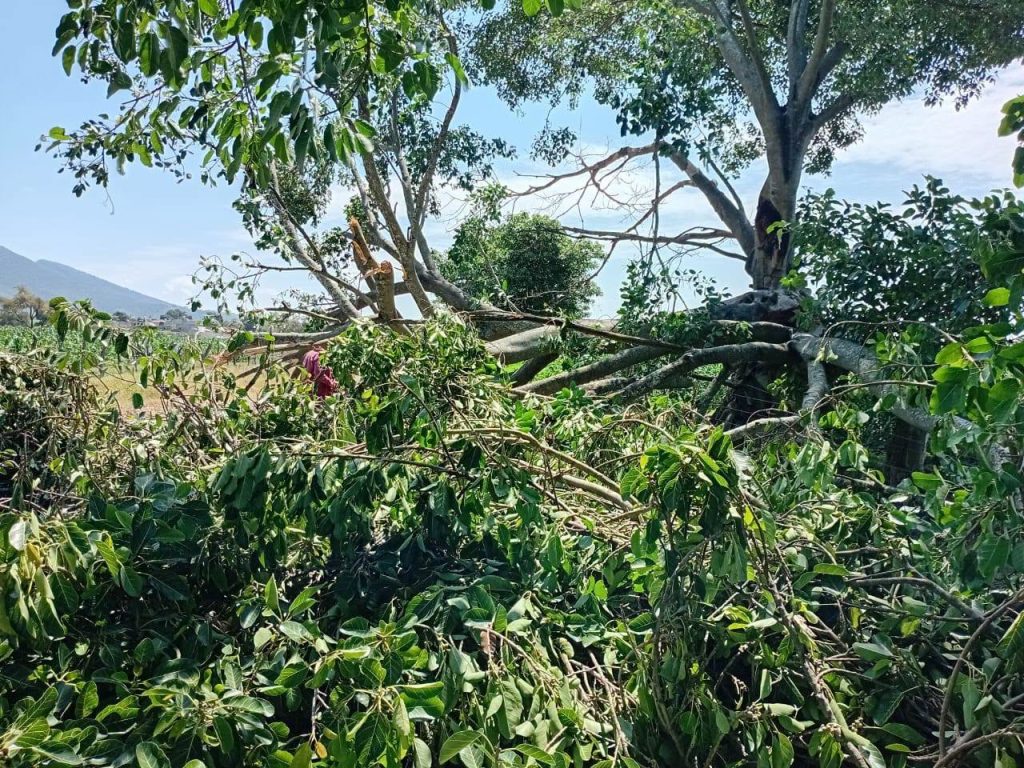 Protección Civil de San Pedro Lagunillas mantiene atención a reportes por lluvias y fuertes vientos