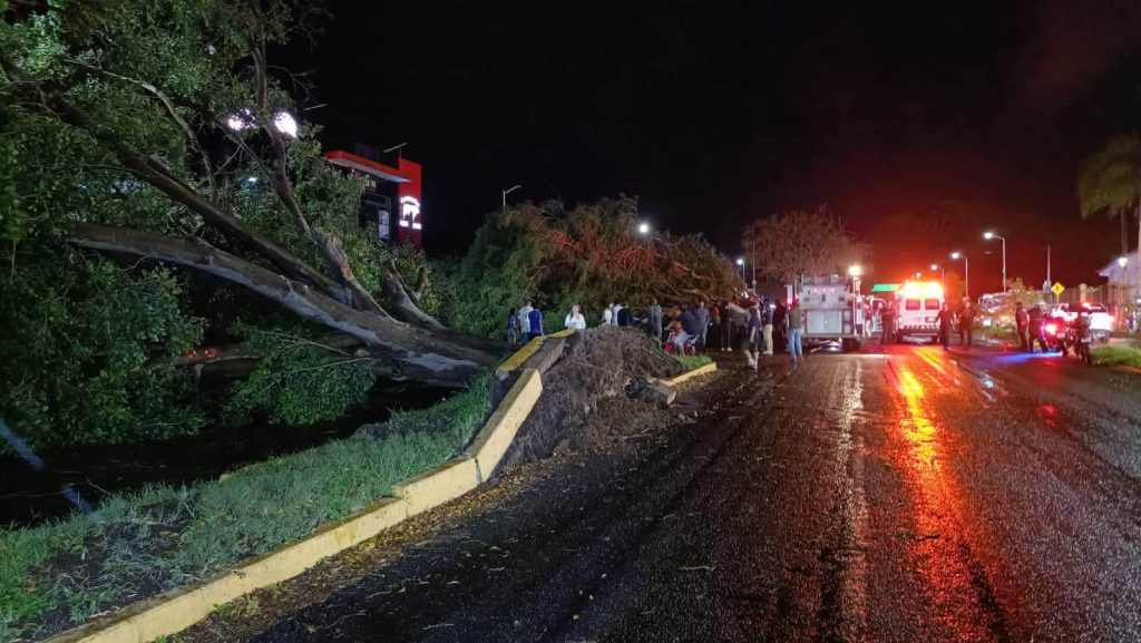 Tormenta provoca caída de cinco árboles en Tepic; uno impacta un vehículo