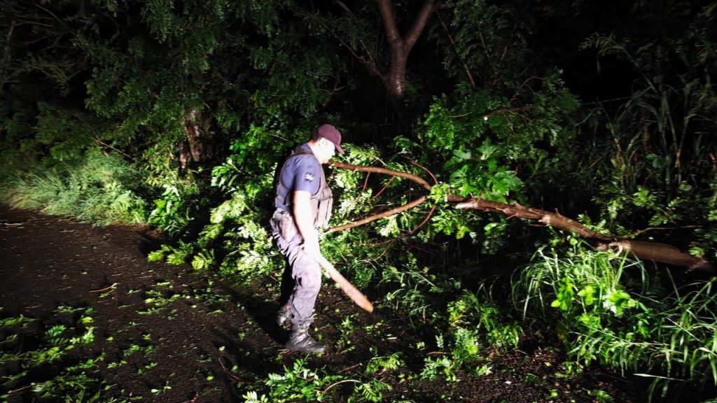 Árboles caídos son retirados tras tormenta en el camino a Amado Nervo, San Pedro Lagunillas