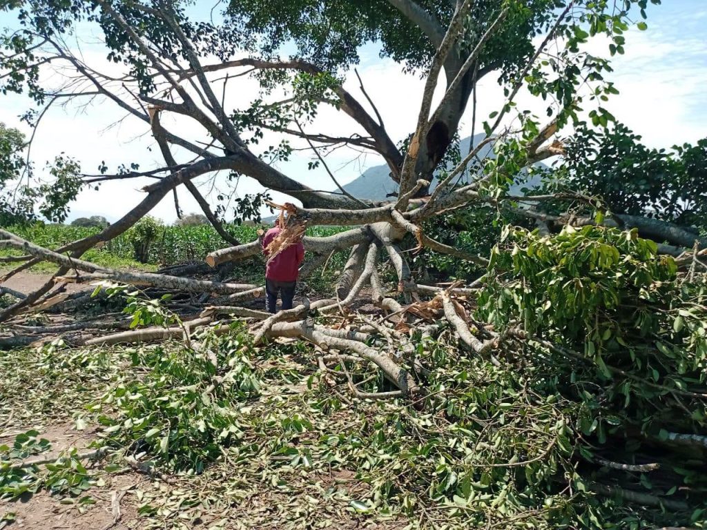 Protección Civil de San Pedro Lagunillas mantiene atención a reportes por lluvias y fuertes vientos