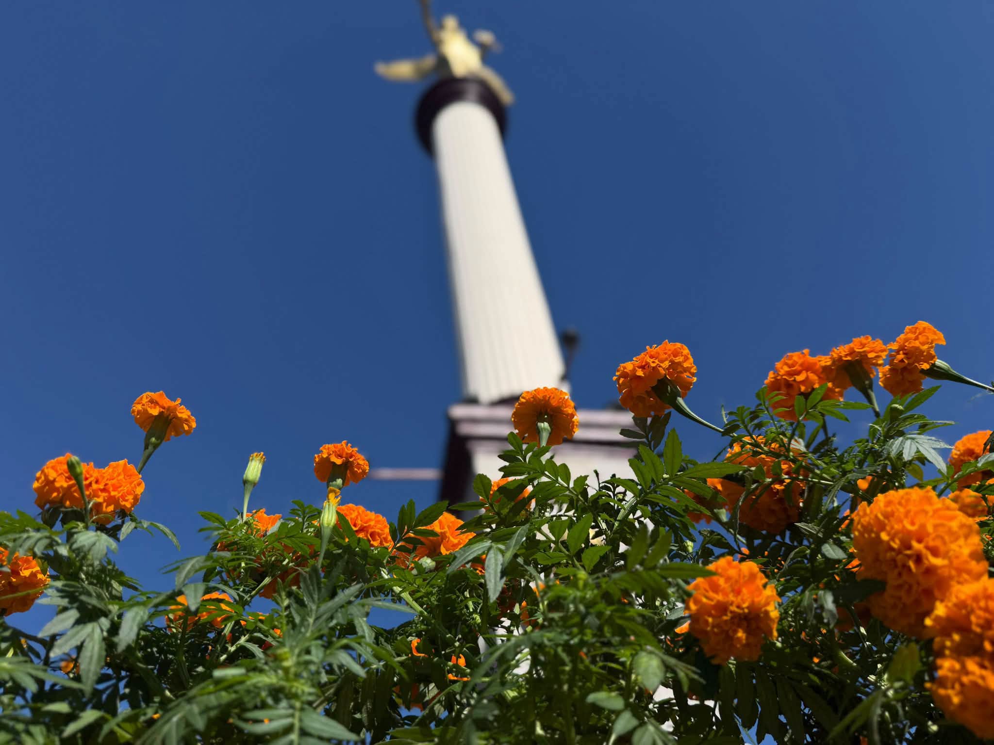 Tepic coloca flores de cempasúchil en el Ángel de la Independencia por el Día de Muertos