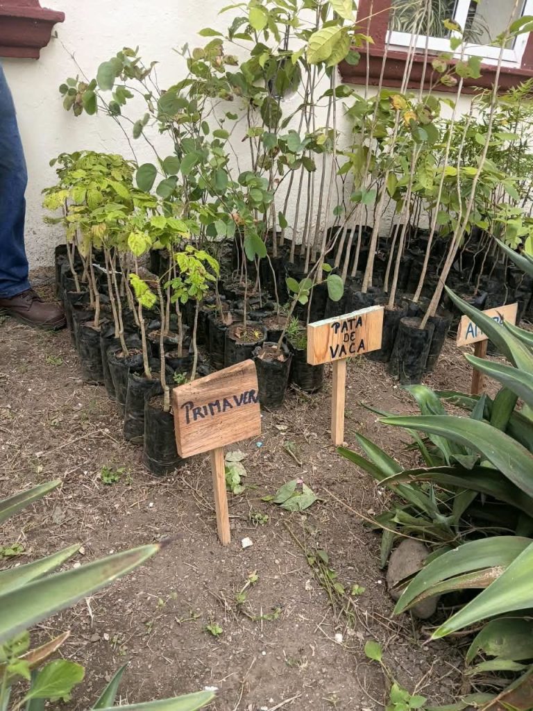Ahuacatlán recibe donación de 150 árboles para reforestación y proyectos ambientales